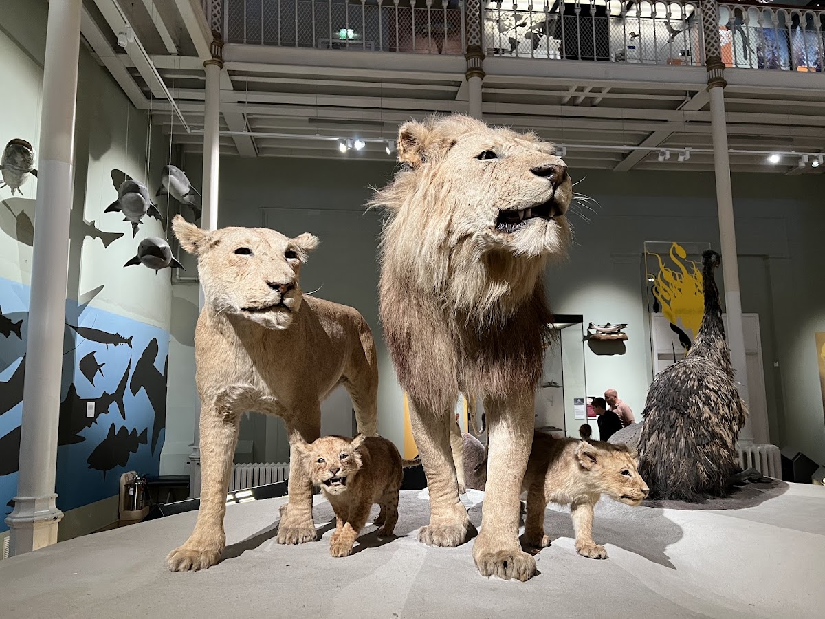 National Museum of Scotland — photo 4