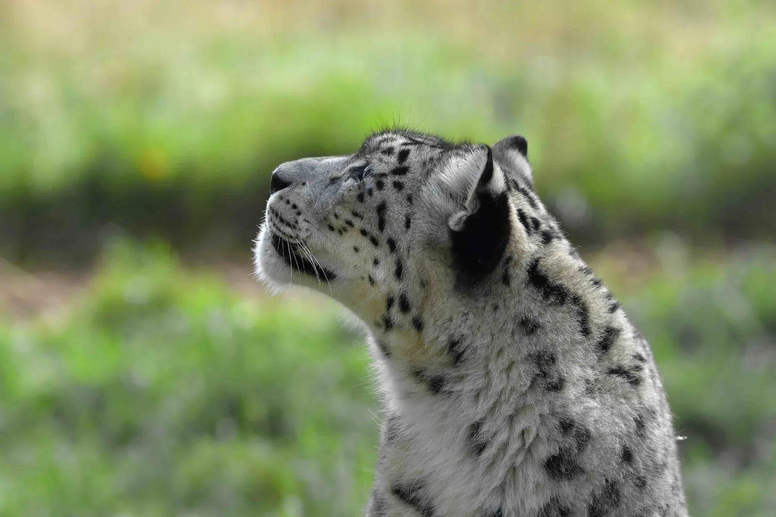 ハイランド野生動物公園（RZSS）、エディンバラ